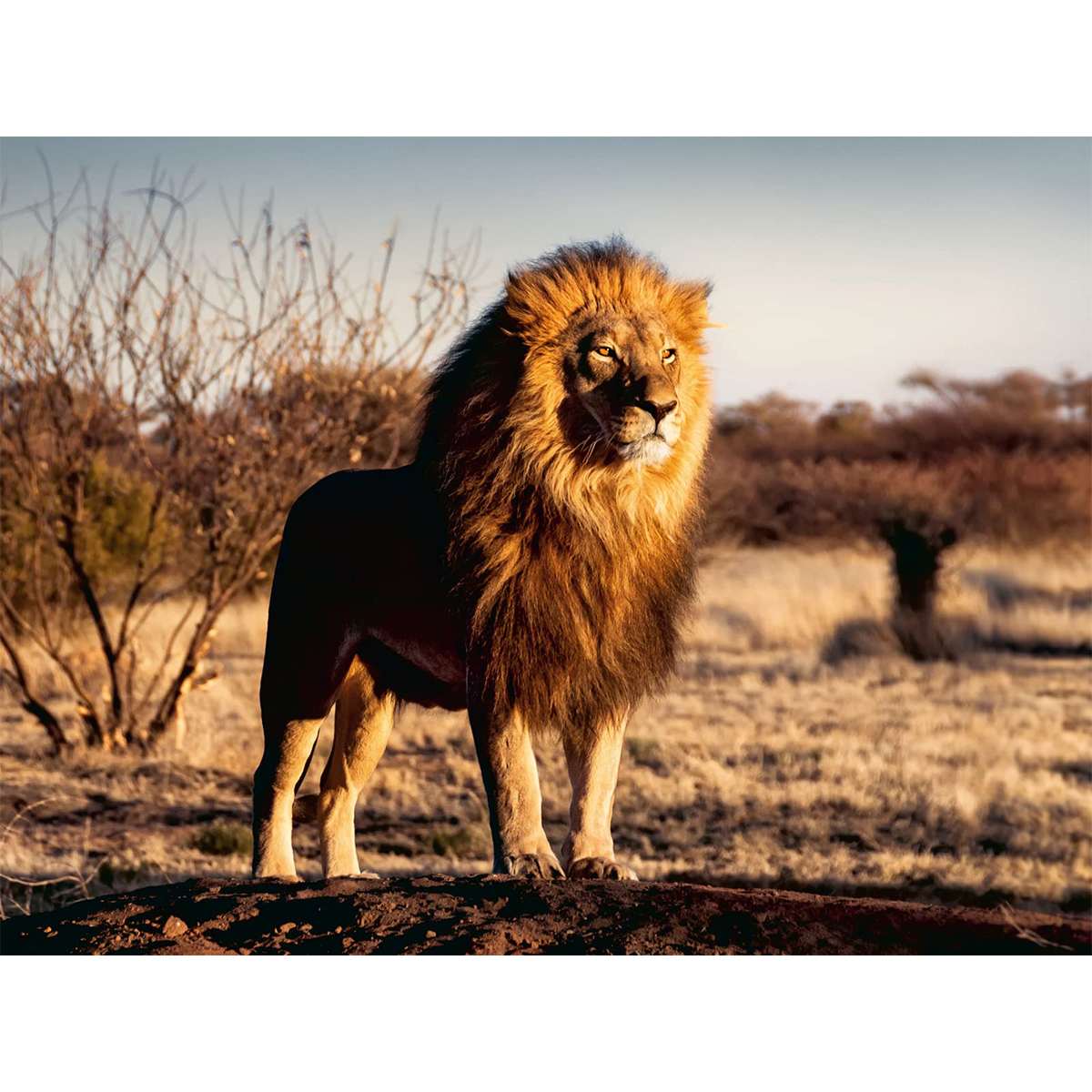Puzzle Ravensburger El León Rey de los Animales de 1500 piezas